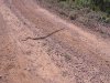 snake 002.jpg