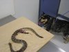snake2 002.jpg