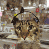 Cat_bluegrass.gif