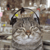 Cat_Barry.gif