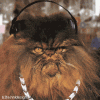 Cat_Rap.gif