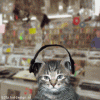 Cat_Stevie.gif