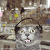 Cat_Techno.gif
