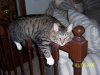 jake on the rail.JPG