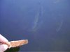 fish.jpg