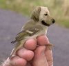 bird_dog.jpg