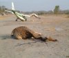 plane-vs-giraffe.jpg