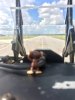 Monkey_Taxi.JPG
