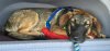 rps20161211_213807.jpg
