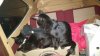 rps20160630_001333.jpg rps20160630_001333.jpg