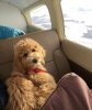dog flying.jpg