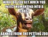 goat joke.jpeg