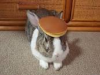 upload_2017-3-11_17-43-40.png