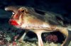 batfish2.jpg