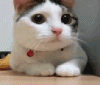 IMG_3091.GIF