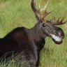 Grinning Moose.jpg Grinning Moose.jpg