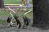 Jedi_Squirrelsc9301d.jpg