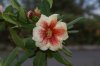 DSC03397.JPG