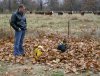 Cows.JPG