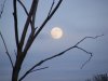 Full moon from the bonfire.jpg