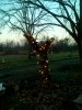 Christmas red bud.jpg
