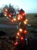Christmas red bud 2.jpg