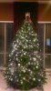 xmas tree.jpg xmas tree.jpg