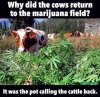 cow.jpg