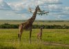 Giraffe Pre Flight Inspection.jpg