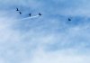 Supersonic Widgeon.jpg