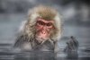 Snow Monkey gives finger.jpg