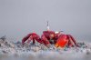 Red Ghost Crab.jpg