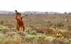 Kung Fu Kangaroo.jpg