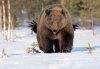 Bear and Raven.jpg