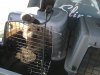 dog in crate.jpg dog in crate.jpg