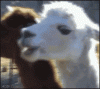 giphy.gif giphy.gif