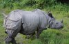 One_horned_Rhino (reduced).jpg