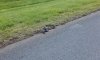 black_snake.JPG black_snake.JPG