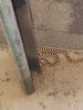 donna's_snake.jpg donna's_snake.jpg