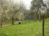 turkeys 2010 001.jpg turkeys 2010 001.jpg