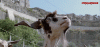image.gif