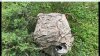 what kind of tree.jpg