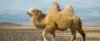 humps.jpg