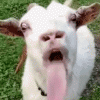 image.gif