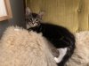 cat_0329.jpg