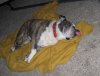 flat dog 2 IMG_0163.jpg