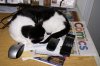 CAT-ch a Life !!.jpg