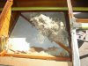 Mouse nest 1.JPG