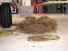 Nest 050307DSC02016_4.JPG
