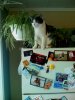 Wilco on the fridge looking out.JPG